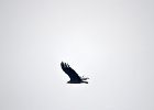 Monniksgier (juveniel)(cinereous vulture) Aegypius monachus - Gerkamp bij Gurvanbulag 12-08-2016 (1)